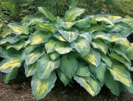 Hosta aqua raio de lua