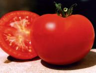 Tomate