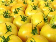 tomates