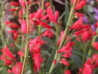 Penstemon barbudo