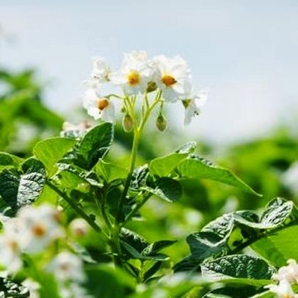 Gala de floração de batata