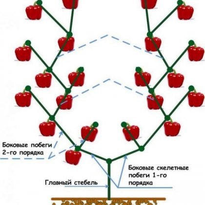 Formação de arbustos de pimenta