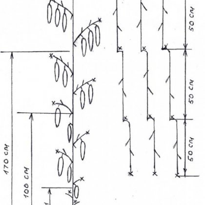 Esquema de pinçamento, formação de arbusto