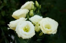 Eustoma