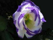 Eustoma