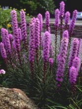 liatris