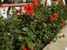 Hibisco de árvore de jardim - cuidado e cultivo