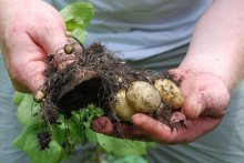 cultivo de batatas