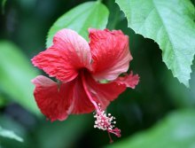 Hibisco de árvore de jardim - cuidado e cultivo