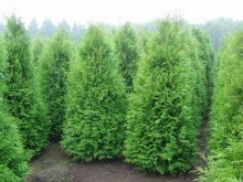 thuja