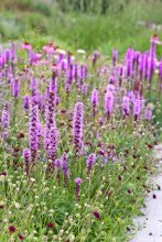 liatris