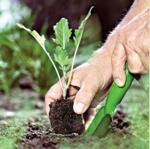 Tecnologia agrícola de couve-flor