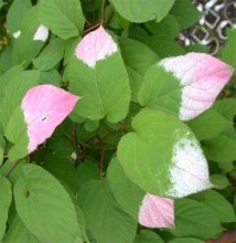 folhas de actinidia kolamikta