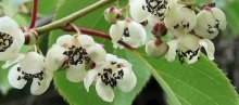 flores de actinidia kolamikta