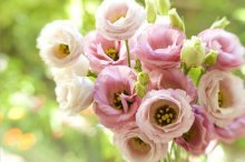 eustoma, rosa de ervas