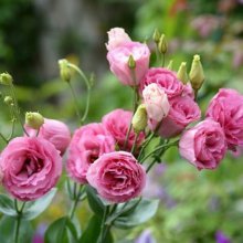 eustoma