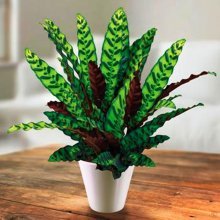 Calathea