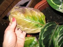 folhas de calathea ficam amarelas