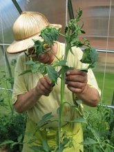 amarrando tomates