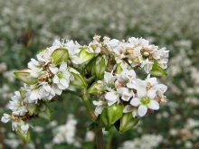 floração de trigo sarraceno