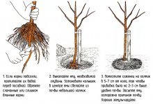 plantio de macieira