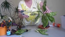 Transplante de Croton em casa