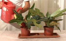 Transplante de Croton em casa