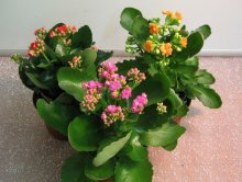 Kalanchoe