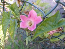 Calistegia Pilosa