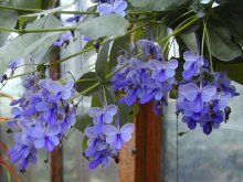 Clerodendrum Uganda