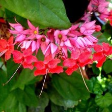 clerodendrum speciosium