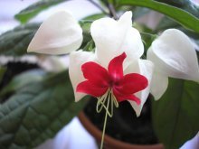 clerodendrum