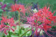 Nerine