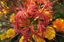 Nerine