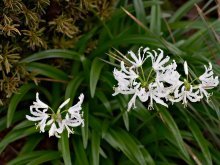 Nerine, a tímida