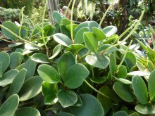 Peperomia magnoliafolia, características 