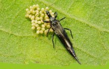 pragas de plantas domésticas