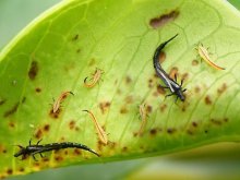 tripes em plantas de casa