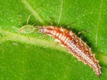 larva de crisopídeo