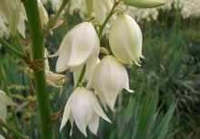 flores de mandioca