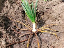 Transplante de Eremurus