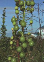 Sementes de Eremurus