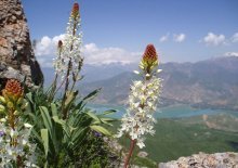 Eremurus na natureza