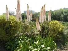 Eremurus na natureza