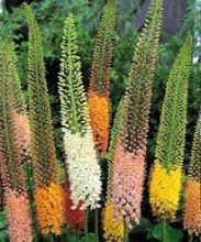 Planta espetacular Eremurus