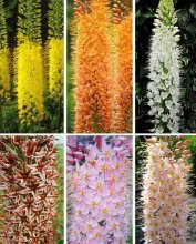 Variedades de Eremurus