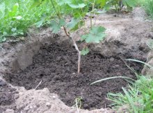 plantando uvas no solo