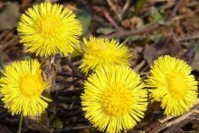 coltsfoot