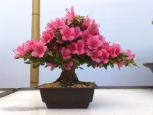 bonsai de azaléia