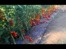 tomates em filme mulch